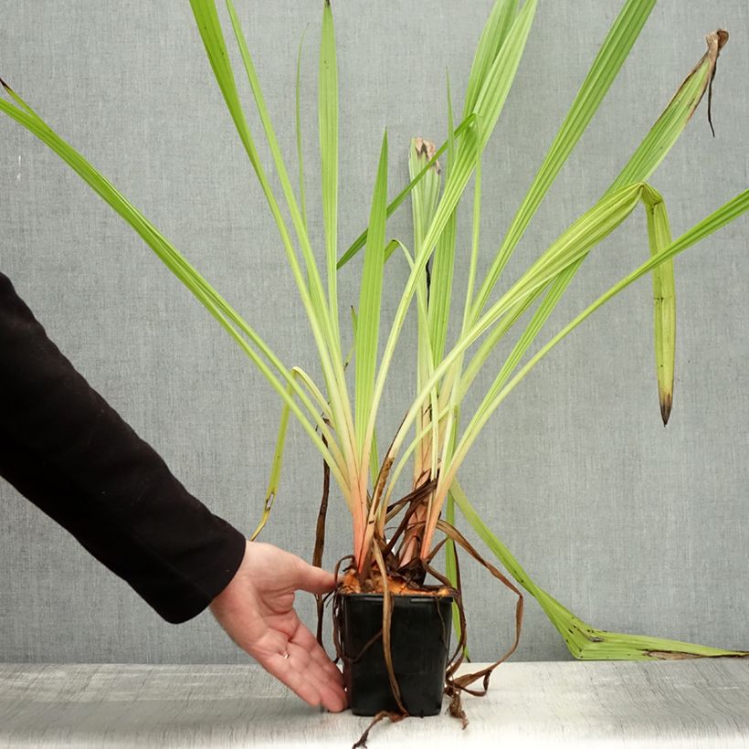 Esemplare di Wachendorfia thyrsiflora Vaso da Ø 10 cm/11 cm come consegnato in autunno