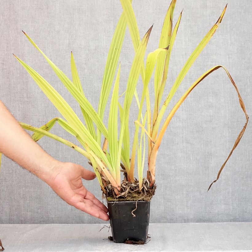 Esemplare di Wachendorfia thyrsiflora Vaso da Ø 10 cm/11 cm consegnato in estate