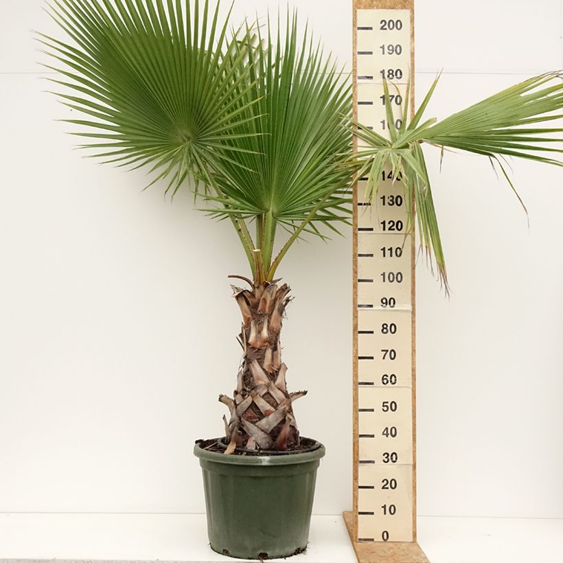 Example of Washingtonia robusta - Palma messicana Vaso da 50L/55L as you get in ete