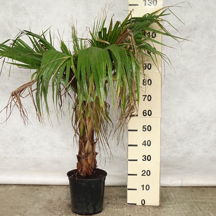 Example of Washingtonia robusta - Palma messicana Vaso da 7,5L/10L as you get in printemps