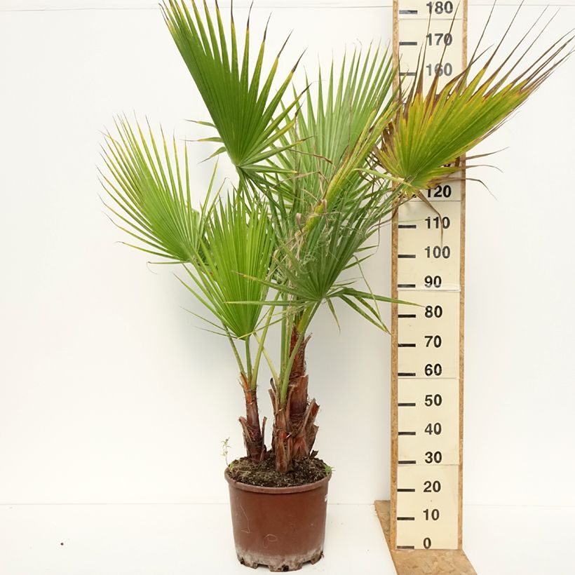Example of Washingtonia robusta - Palma messicana Vaso da 20L/25L as you get in ete