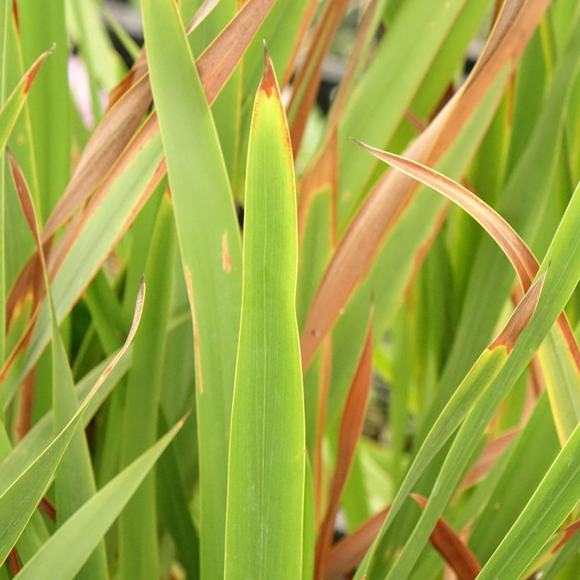 Watsonia borbonica (Fogliame)