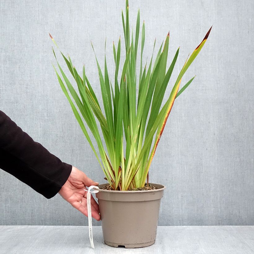 Esemplare di Watsonia gigantea Vaso da 4L/5L taglia 10+ come consegnato in autunno