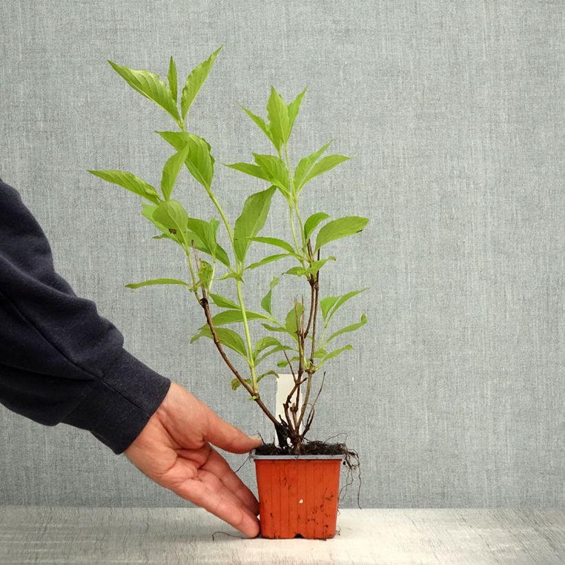 Example of Weigelia Candida Vasetto da 8/9 cm as you get in printemps