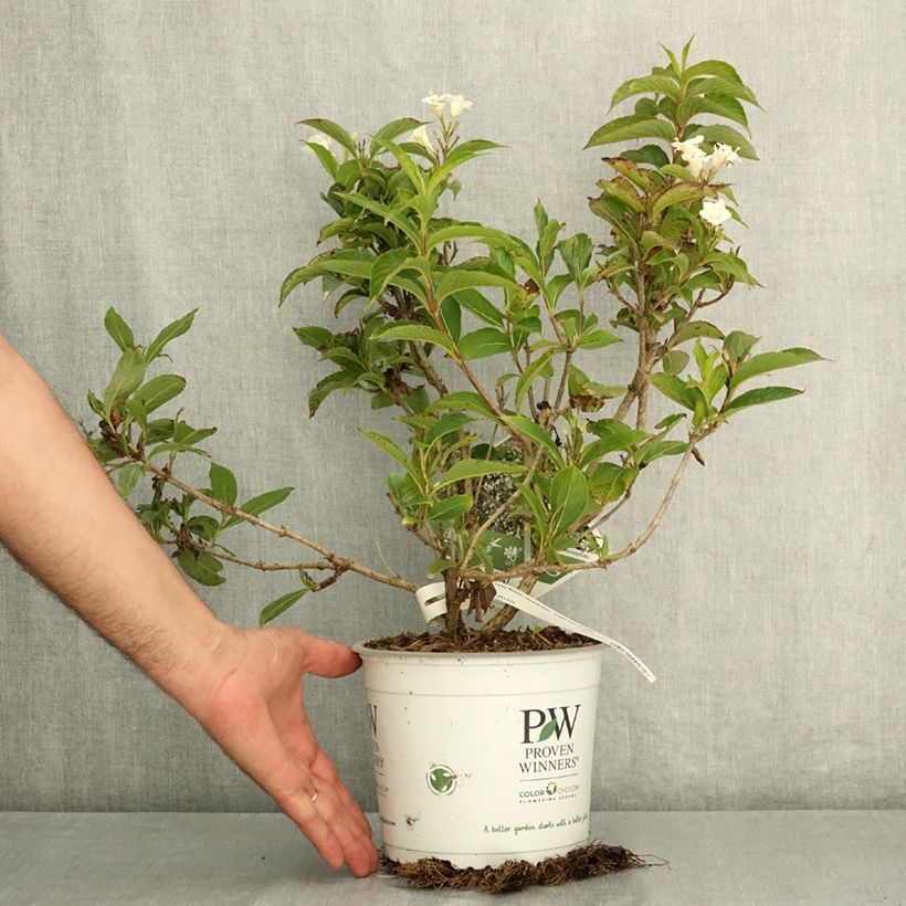 Esemplare di Weigelia Colourtwist Sunny Side Up Vaso da 3L/4L consegnato in estate
