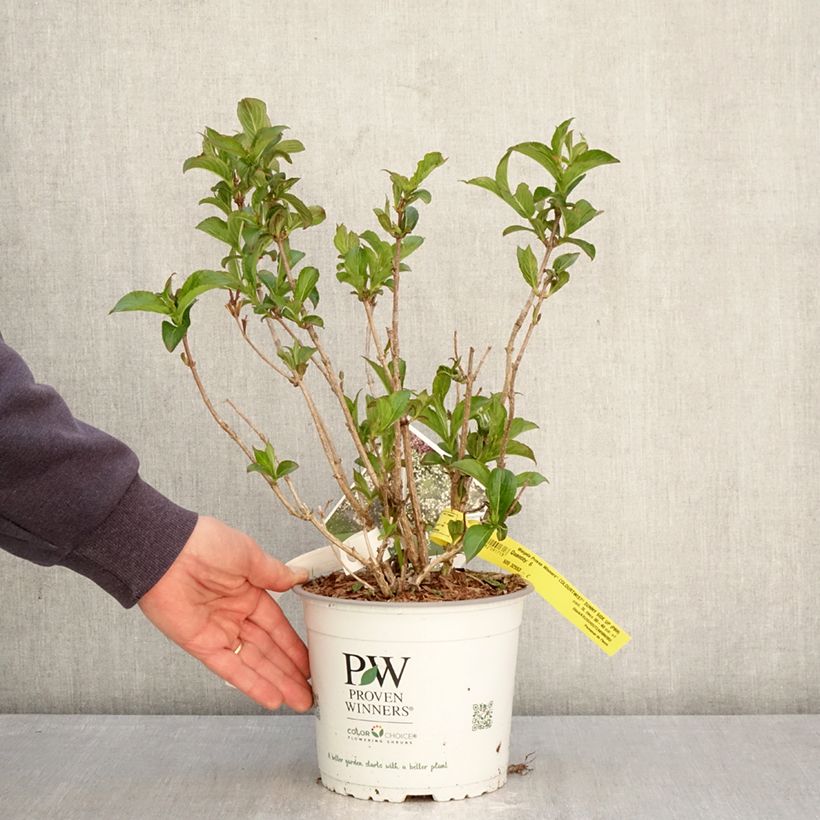 Weigelia Colourtwist Sunny Side Up Vaso da 3L/4L esemplare consegnato in primavera