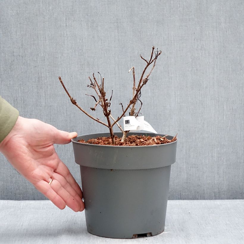 Weigelia Electric Love Vaso da 2L/3L esemplare consegnato in inverno