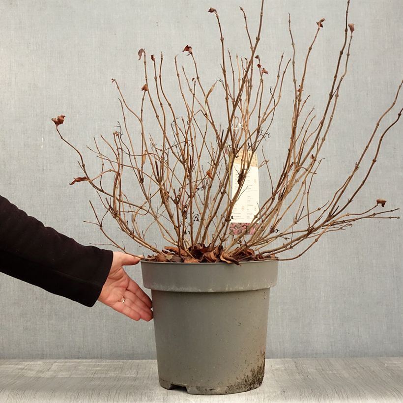 Esemplare di Weigela florida Alexandra - Weigélia Pot de 4L/5L come consegnato in autunno