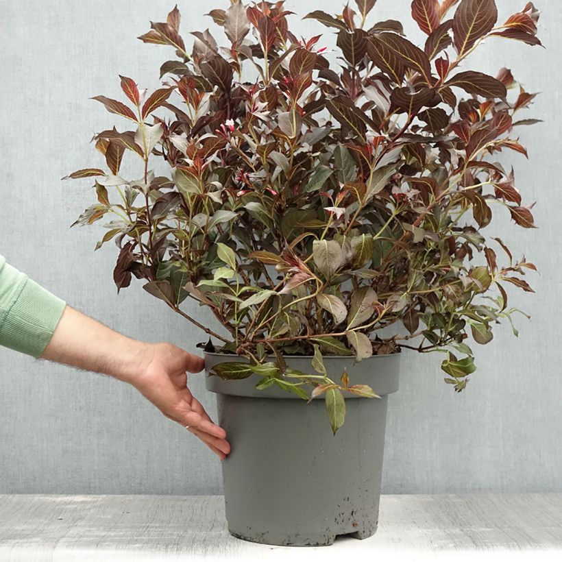 Esemplare di Weigelia Alexandra Vaso da 4L/5L consegnato in estate