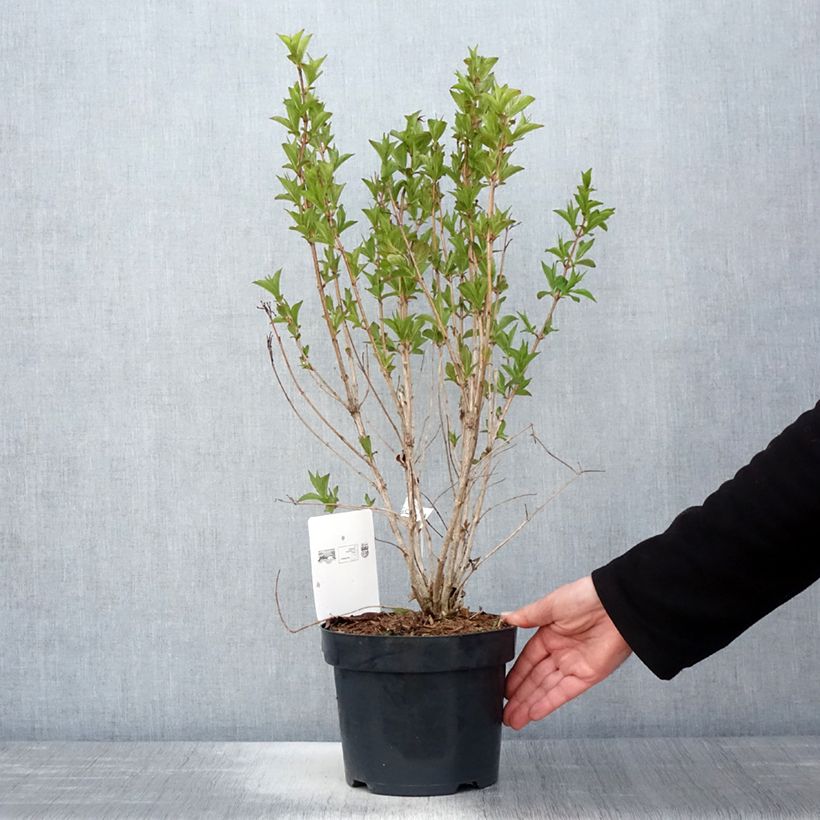 Weigelia Big Love Vaso da 3L/4L esemplare consegnato in primavera