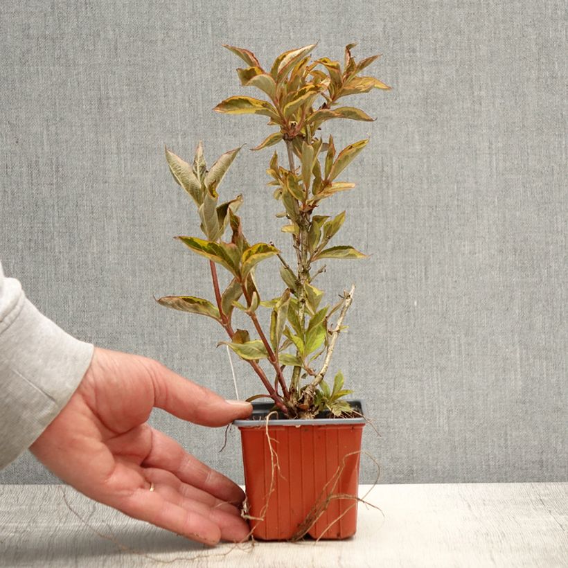 Weigelia Brigela Vasetto da 8/9 cm esemplare consegnato in primavera