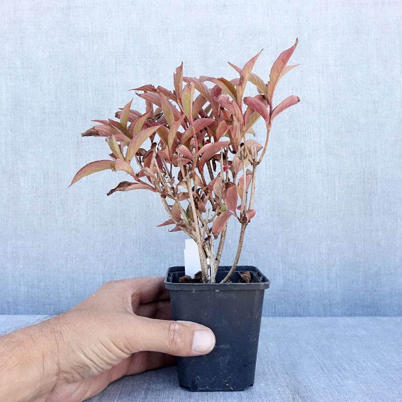 Esemplare di Weigelia Bristol Ruby Vasetto da 8/9 cm consegnato in estate