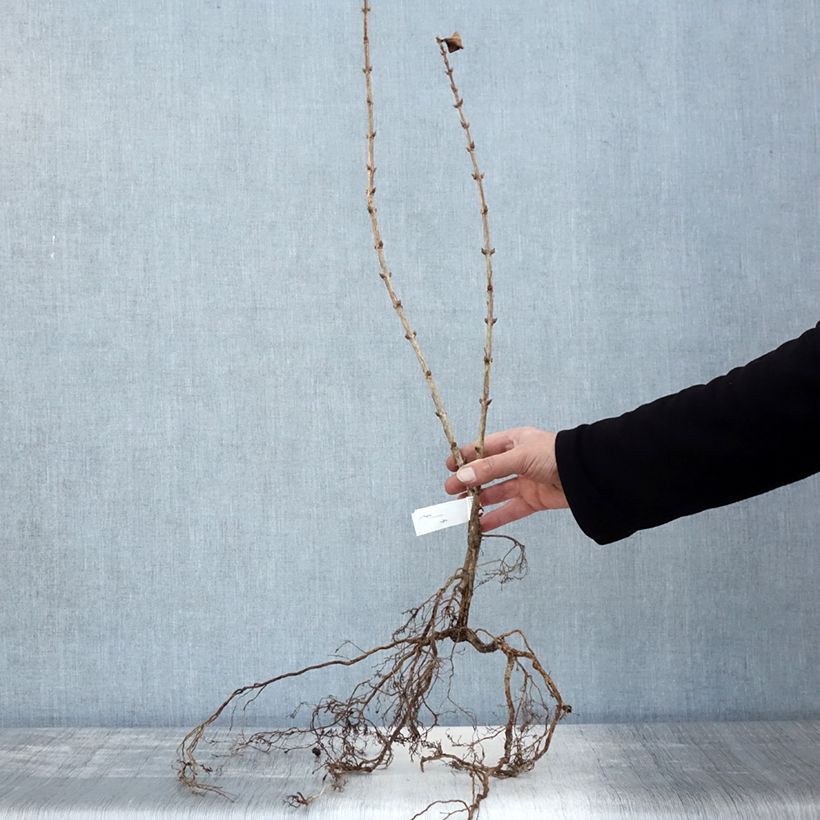 Weigelia Foliis Purpureis Piante piccole a radice nuda esemplare consegnato in inverno