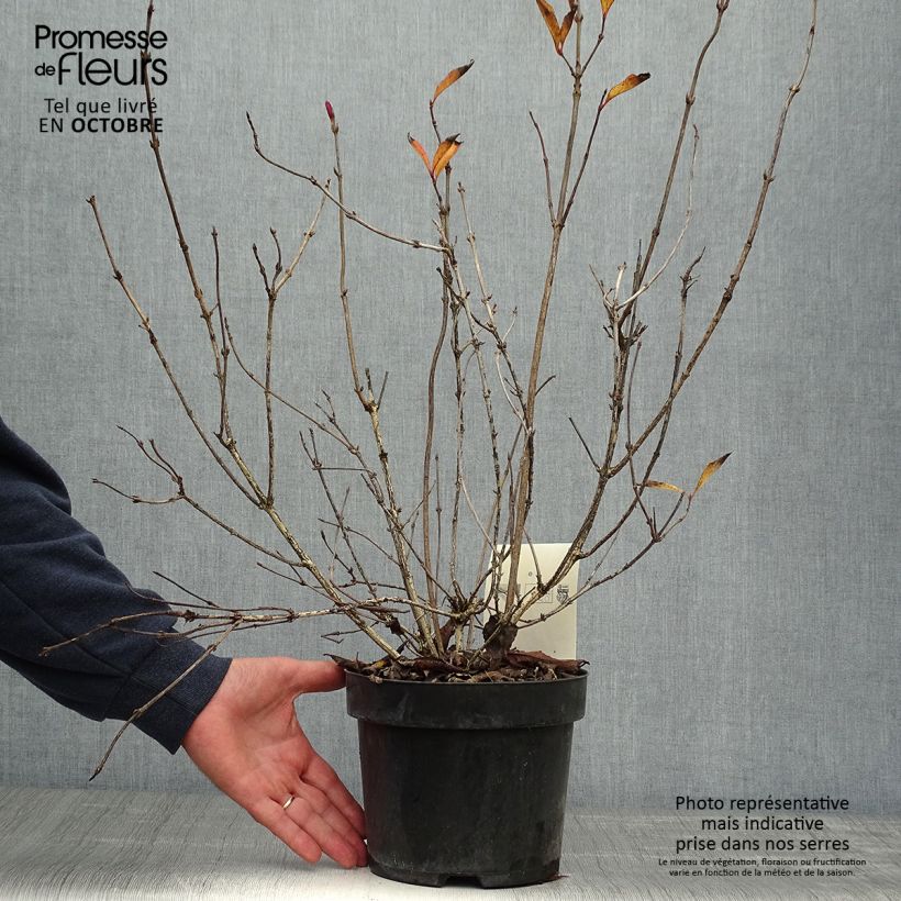 Esemplare di Weigelia Korea Vaso da 2L/3L come consegnato in autunno
