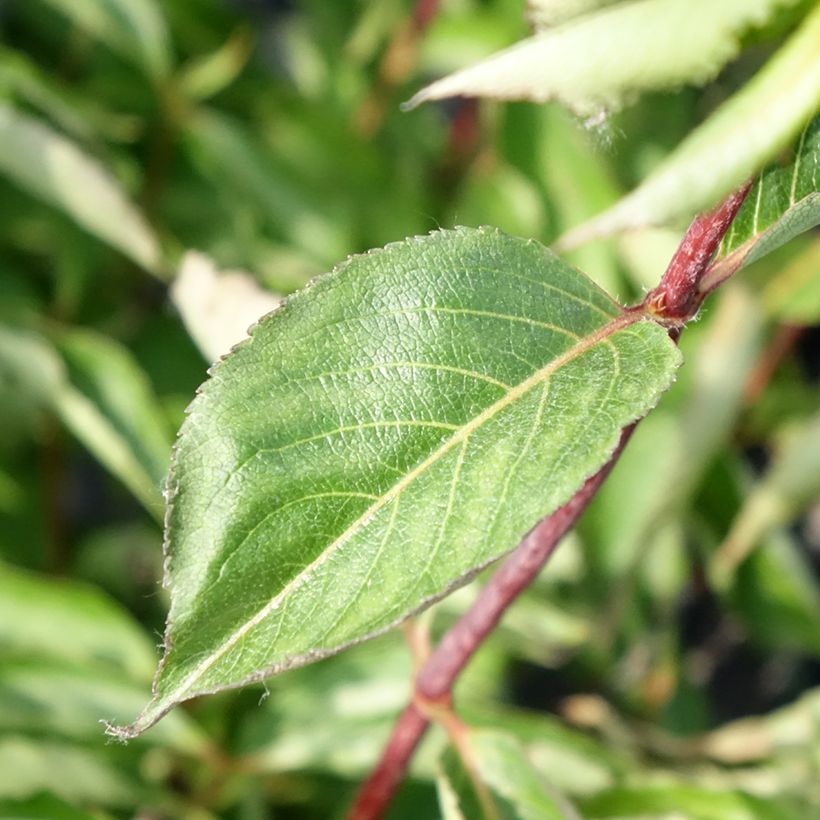 Weigelia Korea (Fogliame)