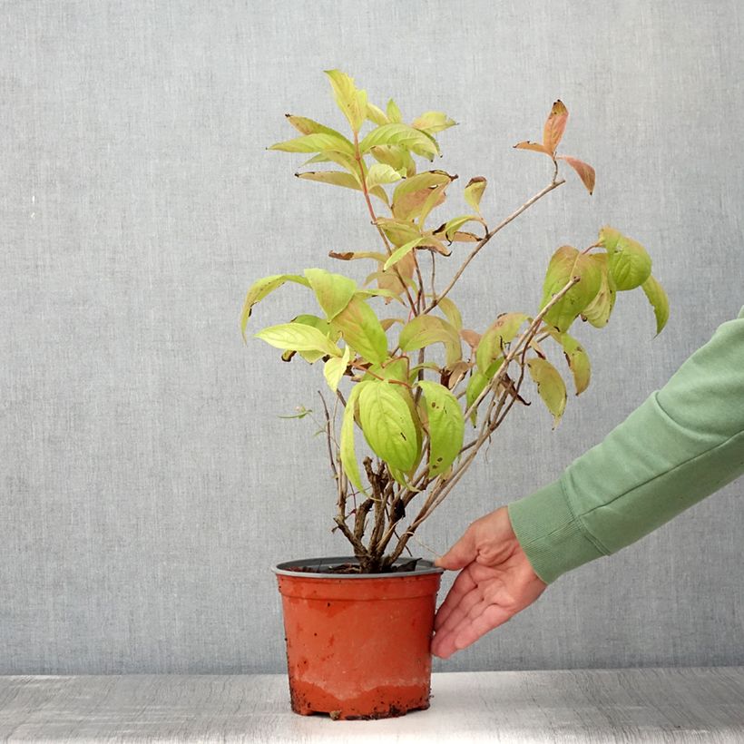 Esemplare di Weigelia Lime Monster Vaso da 3L/4L consegnato in estate