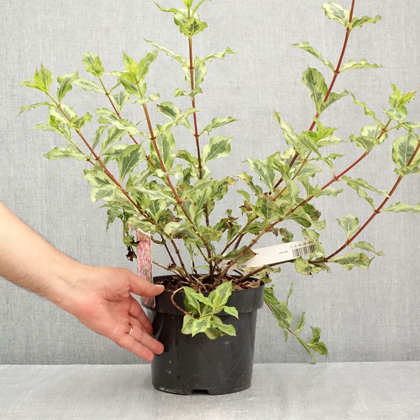 Esemplare di Weigelia Magical Rainbow Vaso da 3L/4L consegnato in estate