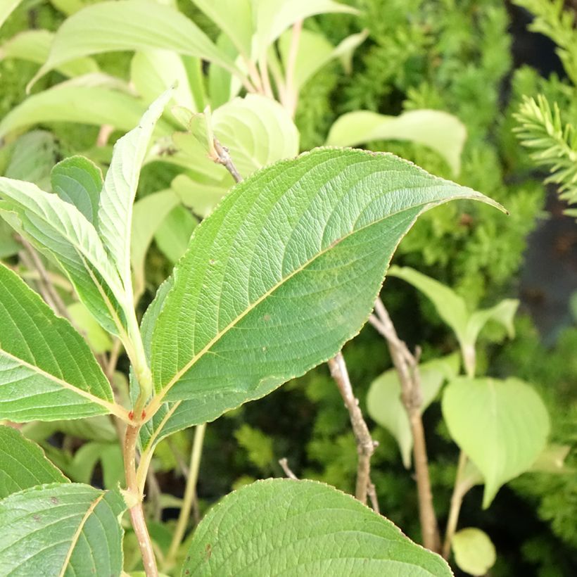 Weigelia Marjorie (Foliage)