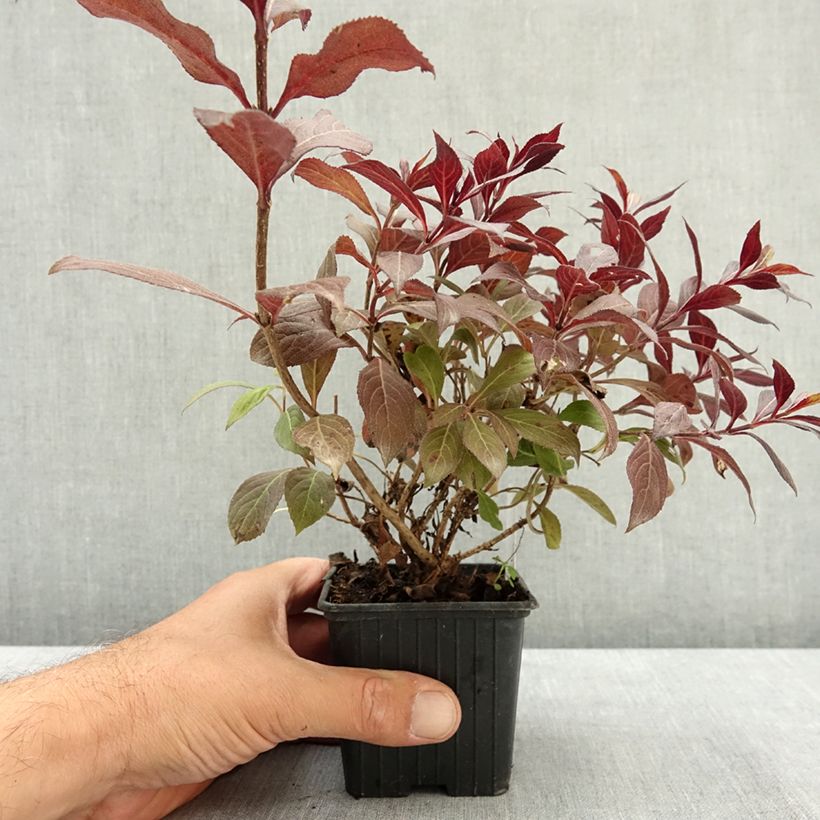 Esemplare di Weigelia Midnight Wine Vasetto da 8/9 cm consegnato in estate