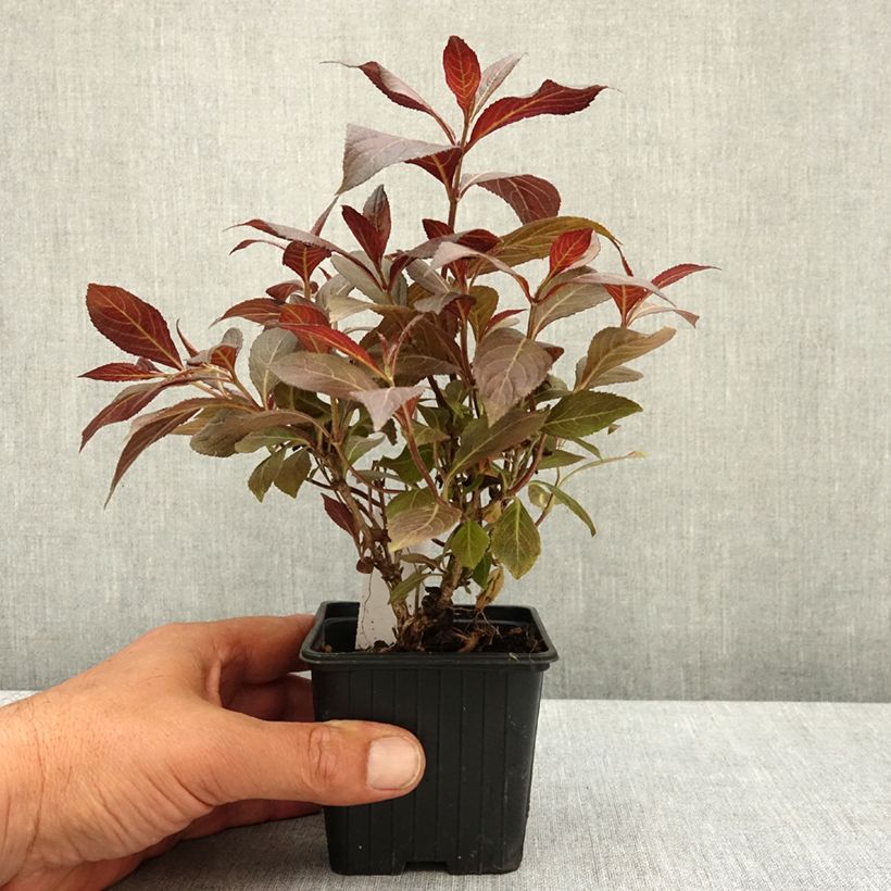 Weigelia Midnight Wine Vasetto da 8/9 cm esemplare consegnato in primavera
