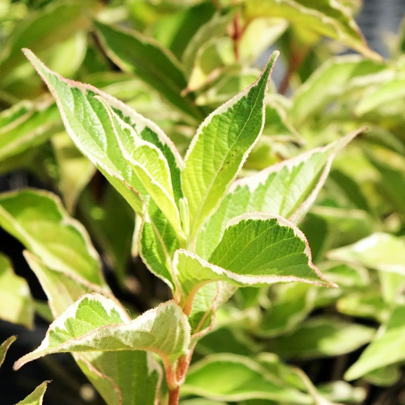 Weigela florida Suzanne (Foliage)