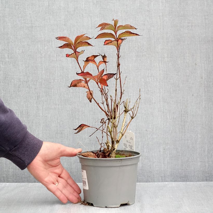 Esemplare di Weigela florida Suzanne Vaso da 2L/3L come consegnato in autunno