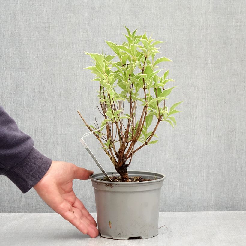 Example of Weigela florida Suzanne Vaso da 2L/3L as you get in printemps