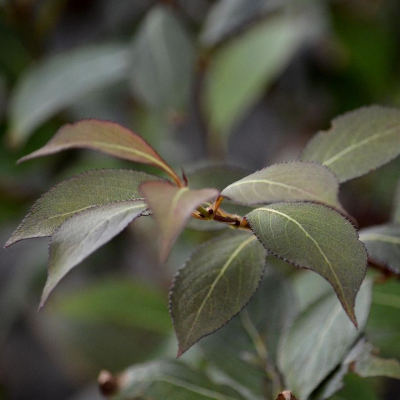 Weigelia Victoria (Foliage)