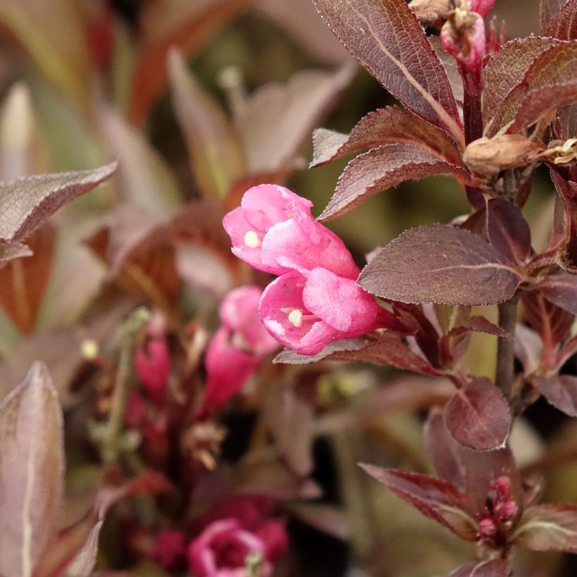 Weigelia Victoria (Flowering)