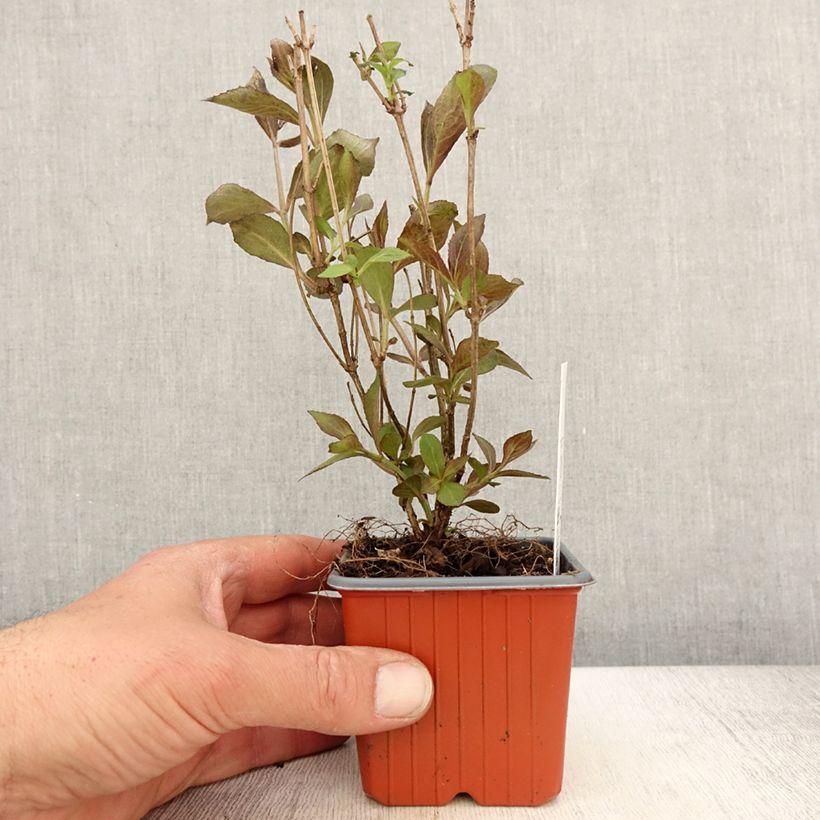 Example of Weigelia Victoria Vasetto da 8/9 cm as you get in printemps