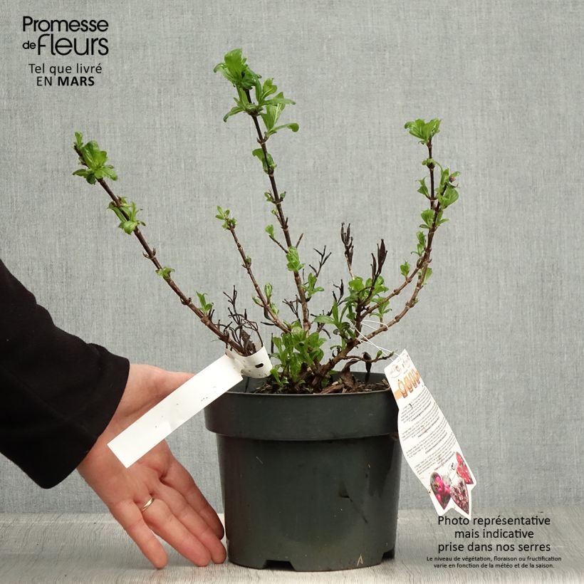 Example of Weigelia Vintage Love Vaso da 2L/3L as you get in printemps