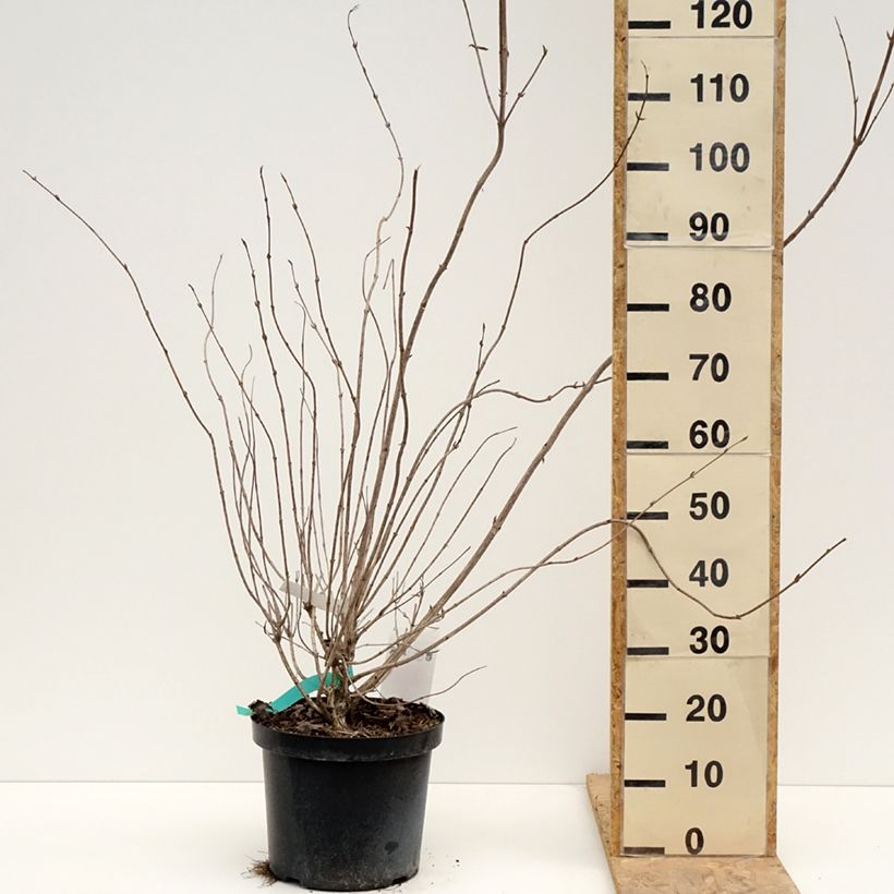 Example of Weigelia Red Prince Vaso da 7,5L/10L as you get in printemps