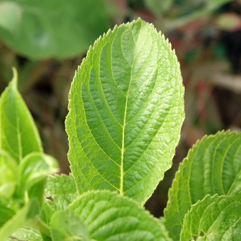 Weigela middendorffiana (Foliage)