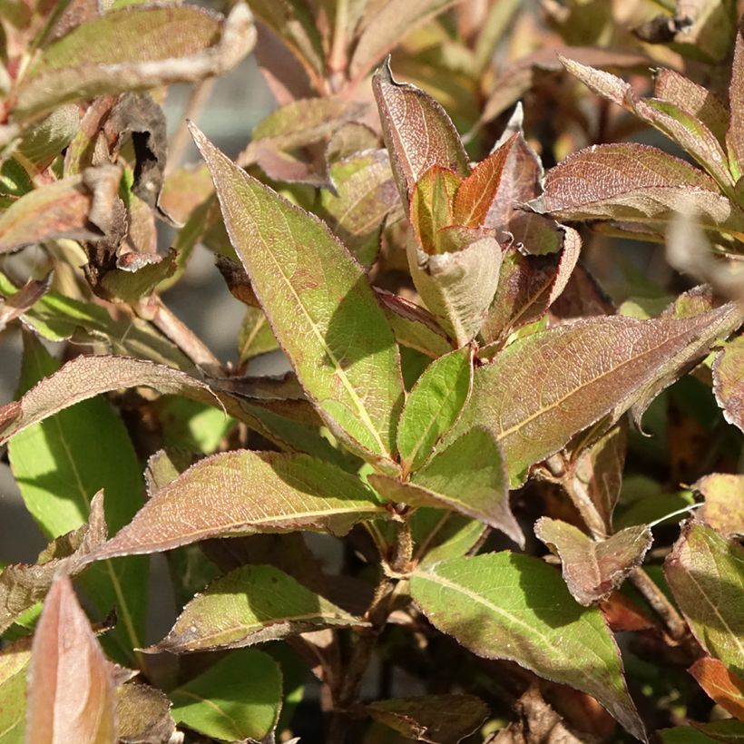 Weigelia Minuet (Foliage)