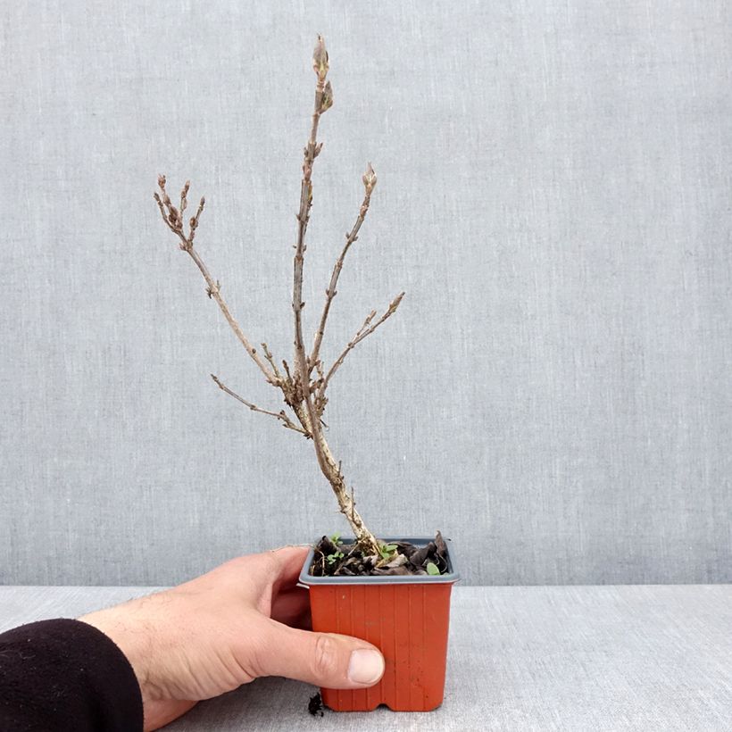 Example of Weigelia Minuet Vasetto da 8/9 cm as you get in printemps