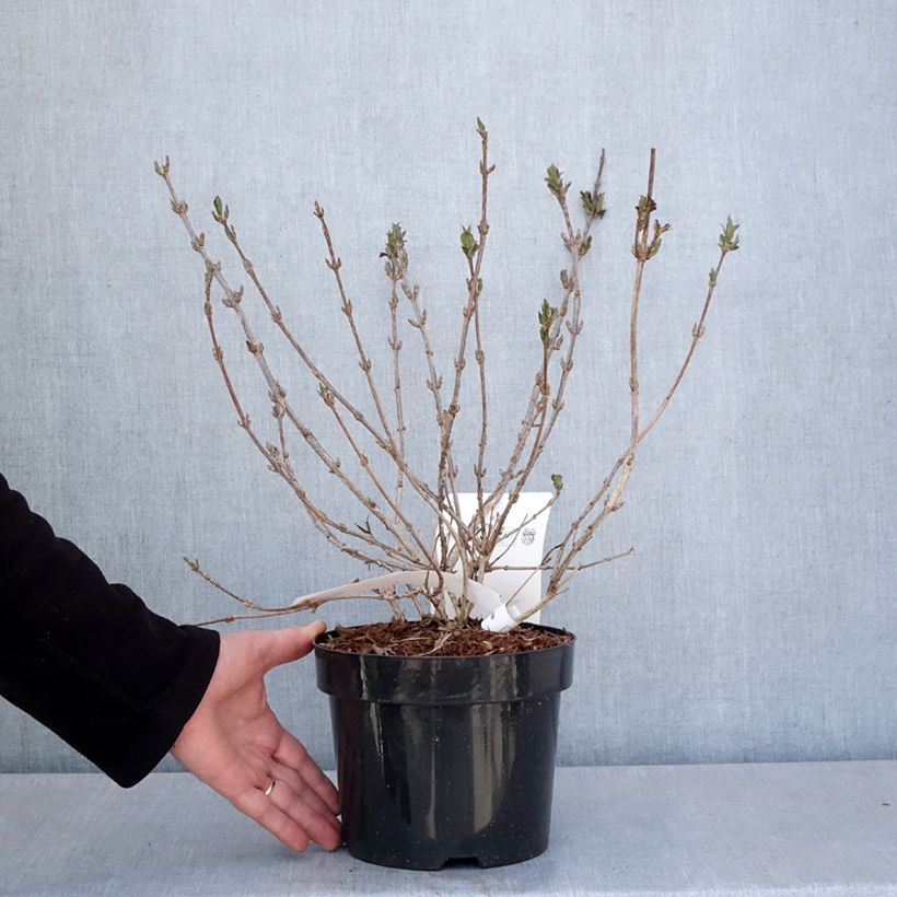 Example of Weigelia Minuet Vaso da 2L/3L as you get in printemps