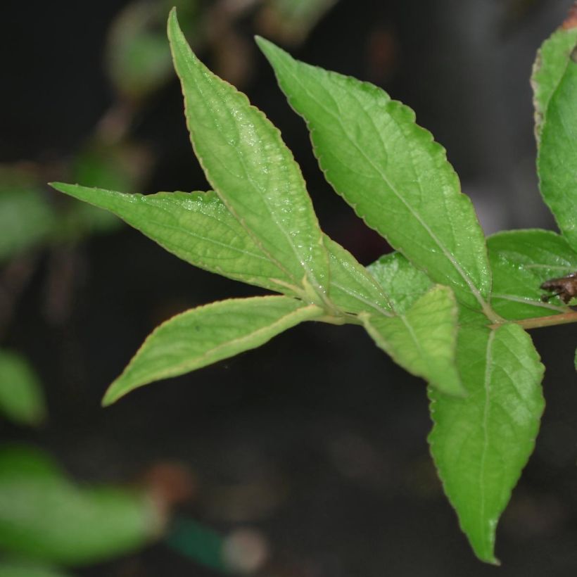 Weigelia Nain rouge (Foliage)