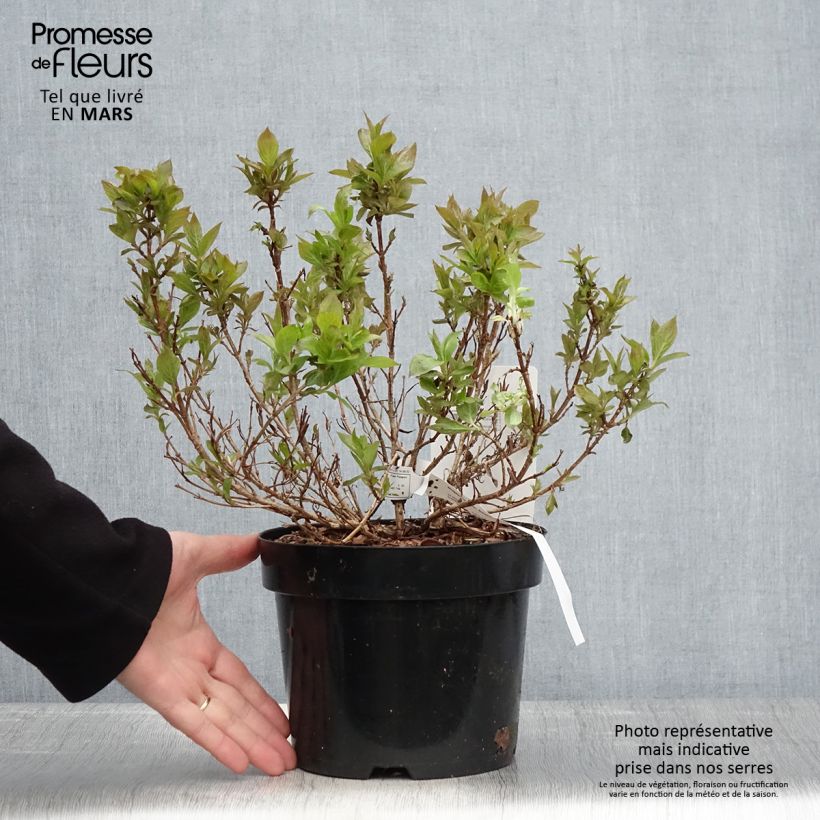 Example of Weigelia Picobella Bianco Vaso da 3L/4L as you get in printemps