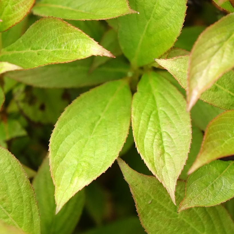 Weigelia Picobella Bianco (Foliage)