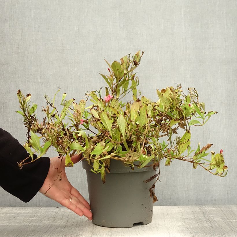 Esemplare di Weigela Picobella Rosso Pot de 2L/3L come consegnato in autunno