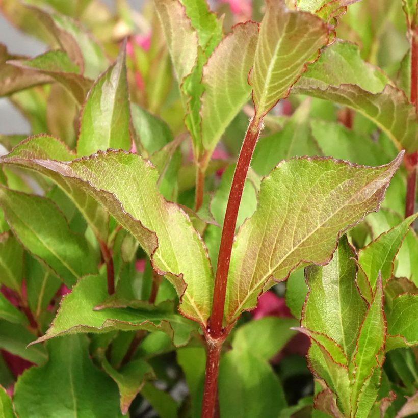 Weigelia Rumba (Foliage)