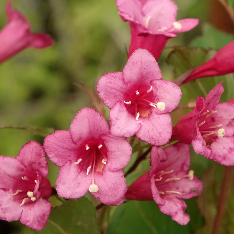 Weigelia Rumba (Flowering)