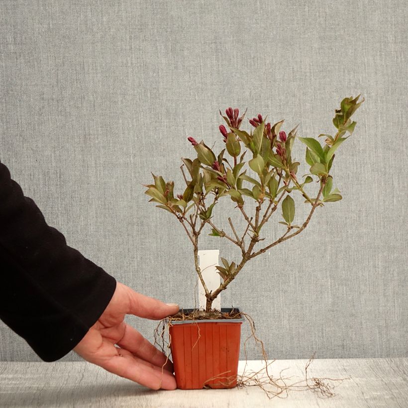 Example of Weigelia Rumba Vasetto da 8/9 cm as you get in printemps