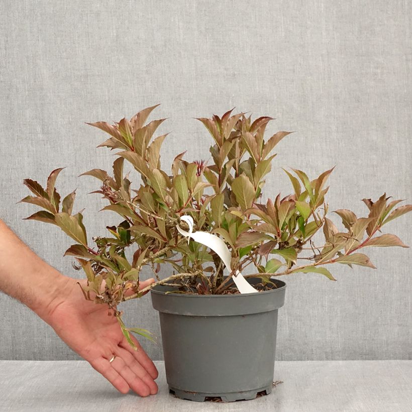 Esemplare di Weigelia Rumba Vaso da 3L/4L consegnato in estate