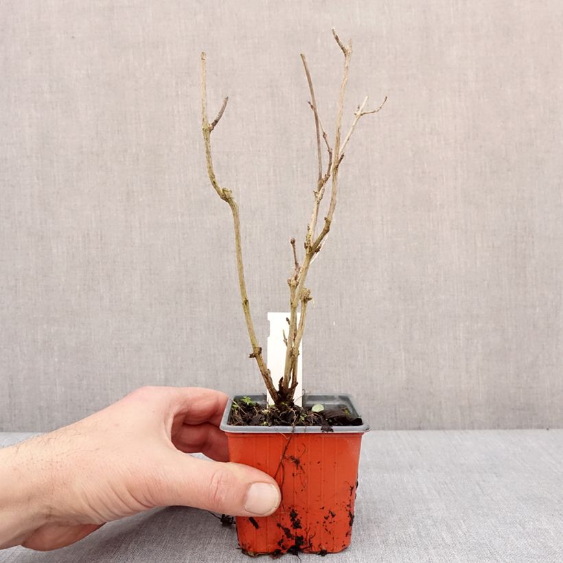 Weigela Snowflake Godet de 8/9 cm esemplare consegnato in inverno