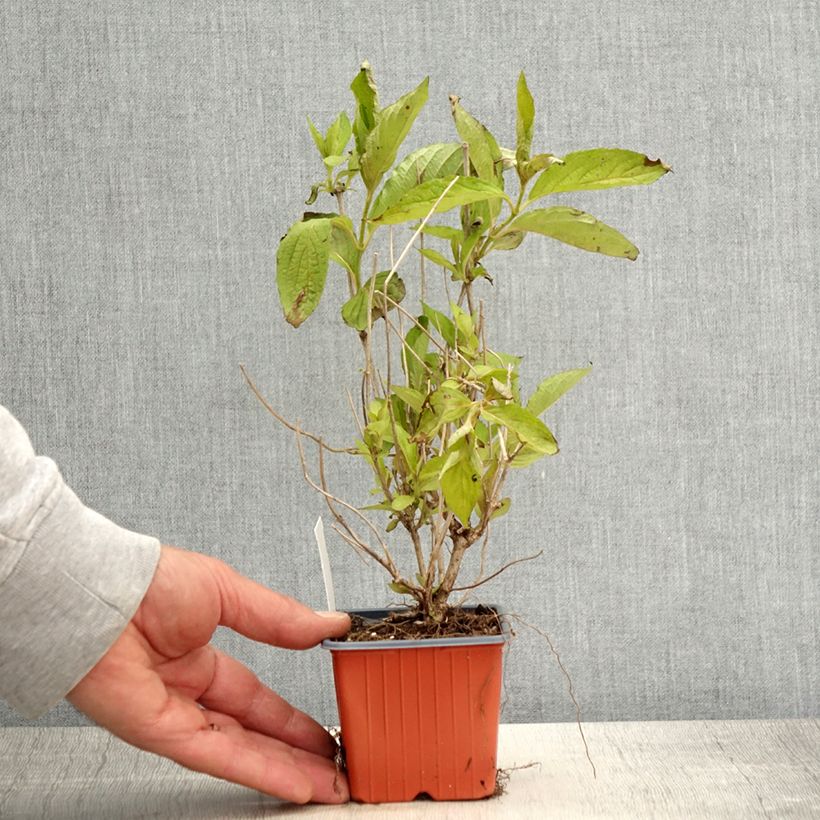 Example of Weigelia Snowflake Vasetto da 8/9 cm as you get in printemps