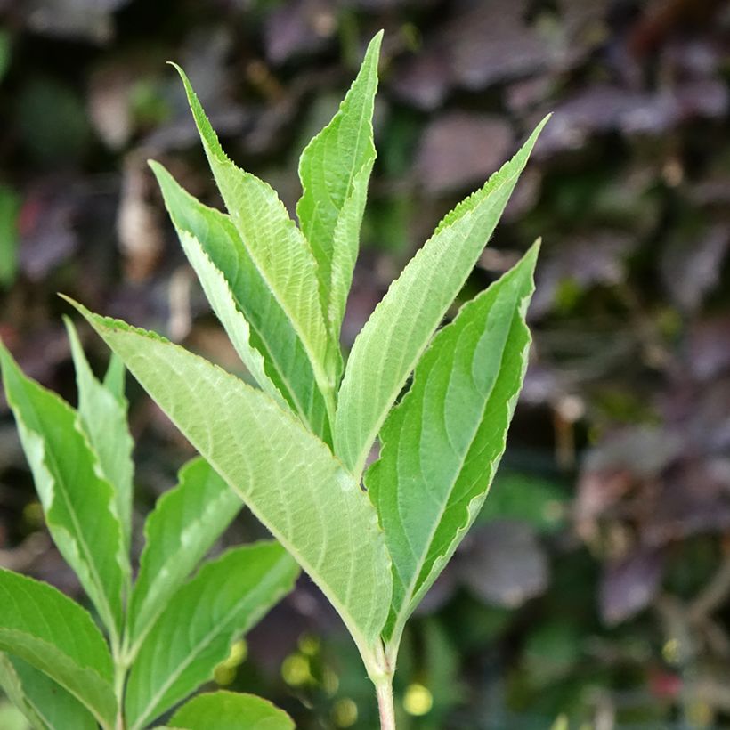 Weigelia Snowflake (Foliage)