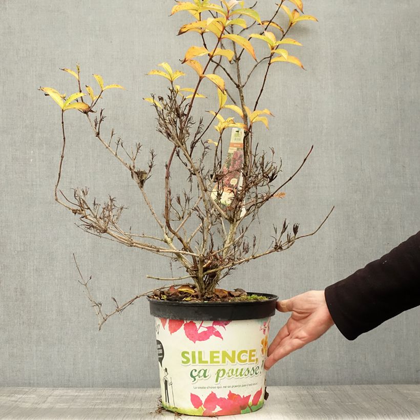 Esemplare di Weigelia Stelzneri Vaso da 7,5L/10L come consegnato in autunno