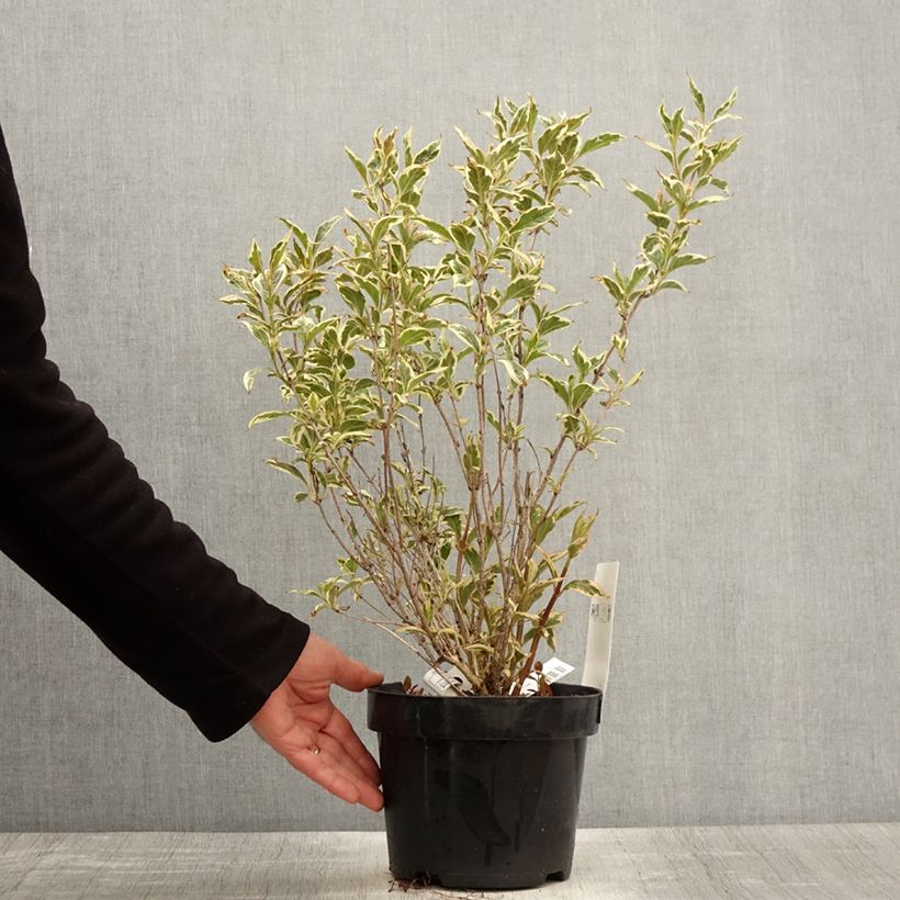 Weigelia White Lightning Vaso da 2L/3L esemplare consegnato in primavera