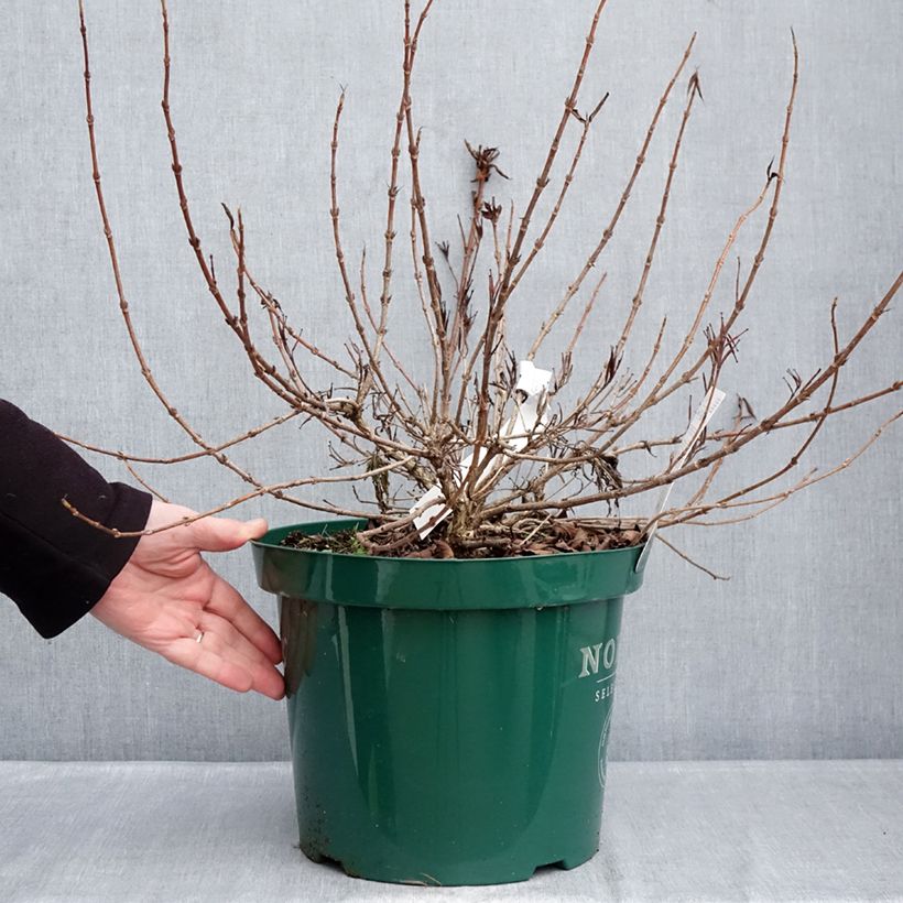 Example of Weigelia All Summer Peach Vaso da 7,5L/10L as you get in hiver